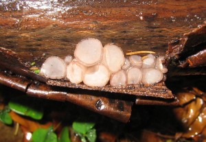 rosoloklihatka cira 03.jpg
