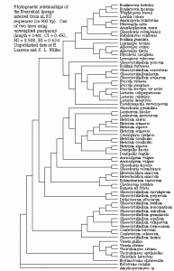 Russtree.gif