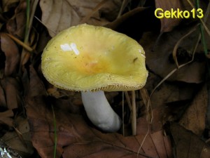 Russula acetolens.jpg