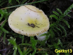 Russula acetolensM.jpg