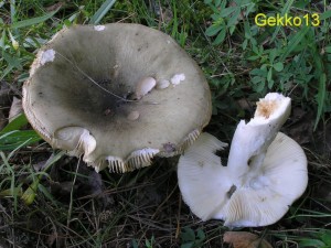 Russula_aeruginea.JPG