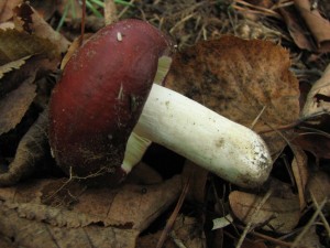 Russula alutacea1.JPG