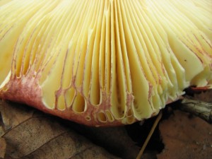 russula alutacea2.JPG