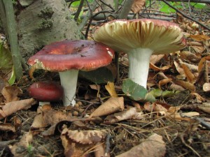 Russula alutacea.JPG