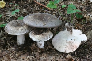 Russula_anthracina 01.jpg