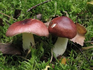 Russula aquosa1.jpg