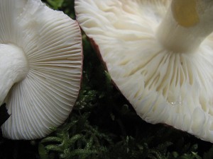 Russula aquosa2.jpg