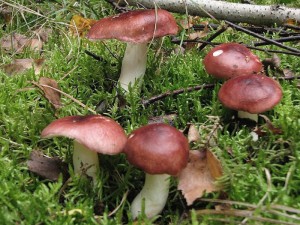 Russula aquosa.jpg