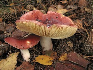 Russula badia1.jpg