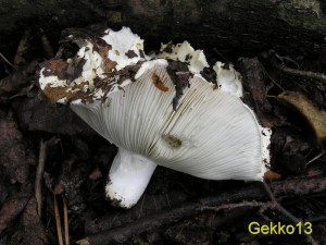Russula_chloroides.jpg