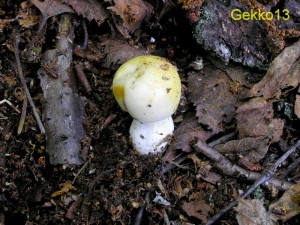 Russula_claroflava3.jpg