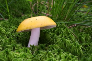 Russula_claroflava.jpg