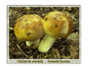 Russula_Foetens.jpg
