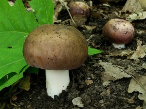 Russula grisea.jpg