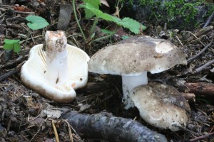 Russula_nigricans.jpg