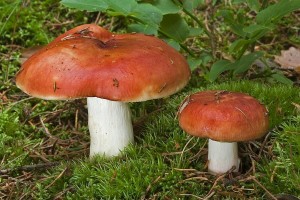 russula_paludosa_dm_14.jpg