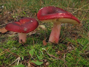 Russula rhodopa.jpg