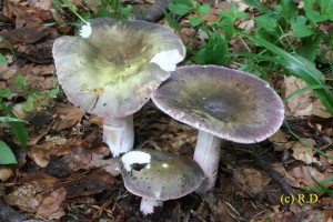 Russula_violeipes 04.jpg