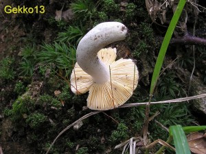Russula_vitellina2.JPG