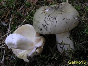 russula_x1.jpg