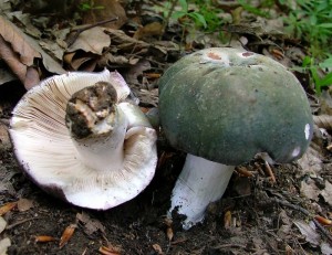 russula_x2.jpg