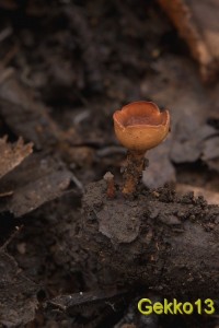 Rustroemia bolaris2.jpg