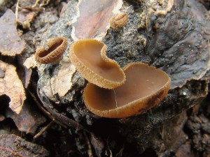 Rutstroemia.jpg