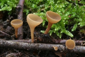 Rutstroemia_bolaris.jpg