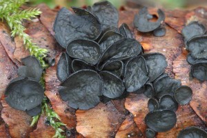 Rutstroemia_bulgarioides.jpg