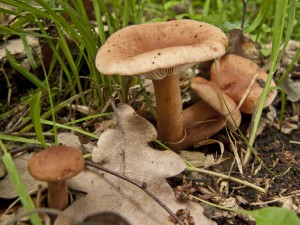 ryzec-small-web.jpg