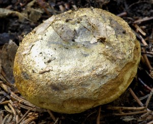 Ryzec eredn - Lactarius turpis.jpg