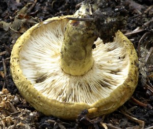 Ryzec eredn - Lactarius turpis (1).jpg