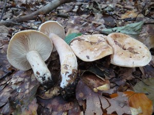 ryzec bled-Lactarius pallidus.JPG