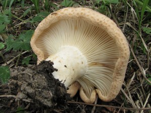 ryzec Bresadolv- Lactarius bresadolanus(zonarioides).JPG