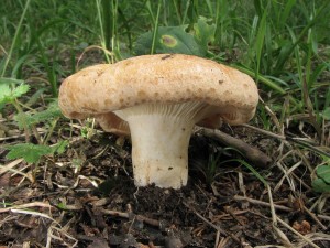 ryzec_bresadol_v-lactarius_bresadolanus_zonarioides_1.jpg