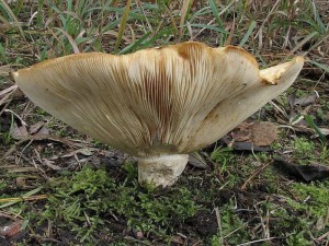 ryzec dubkovan-Lactarius scrobiculatus1.jpg