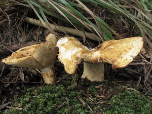 ryzec dubkovan-Lactarius scrobiculatus2.jpg