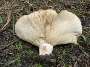 ryzec dubkovan-Lactarius scrobiculatus.jpg