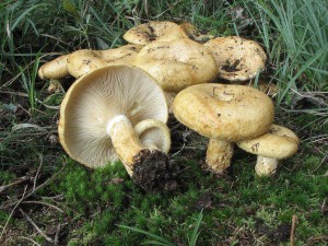 ryzec dubkovan-Lactarius scrobiculatus 3.jpg