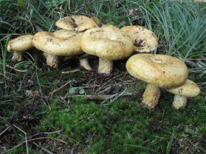 ryzec dubkovan-Lactarius scrobiculatus 4.jpg