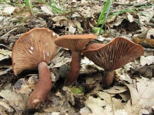 ryzec kafrov-Lactarius camphoratus.jpg