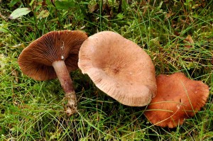 Ryzec kafrov  - Lactarius camphoratus.jpg