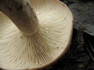 ryzec kroukat-Lactarius circellatus1.jpg