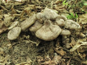 ryzec kroukat-Lactarius circellatus2.jpg