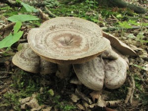 ryzec kroukat-Lactarius circellatus3.jpg