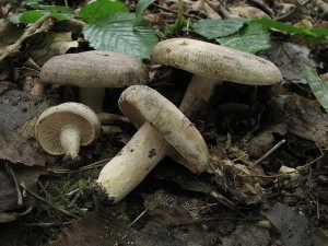 ryzec kroukat-Lactarius circellatus.jpg