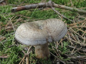 ryzec osmahl-Lactarius quieticolor2.JPG