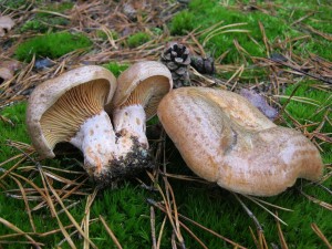 ryzec osmahl-Lactarius quieticolor 3.JPG