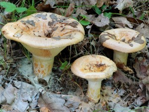 Ryzec psovan - Lactarius zonarius.jpg
