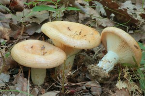 Ryzec psovan - Lactarius zonarius (2).jpg